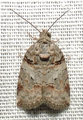 Garella vallata