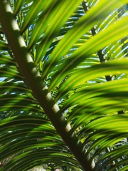 Cycas micronesica
