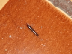 Euborellia annulipes