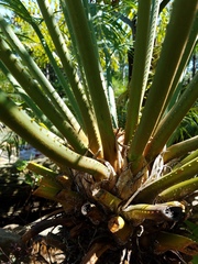 Cycas micronesica