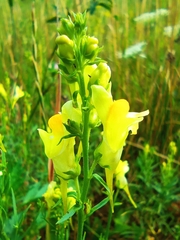 Linaria vulgaris