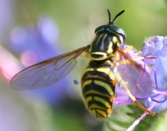 Chrysotoxum pubescens