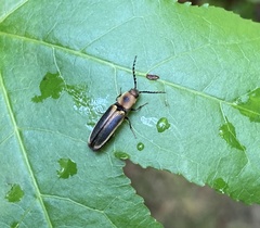 Megapenthes limbalis