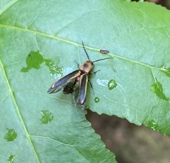 Megapenthes limbalis