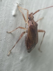 Taedia