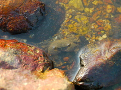 Hemigrapsus penicillatus