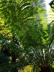 Cycas micronesica
