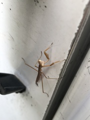 Mantidae