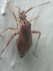 Taedia