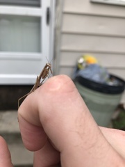 Mantidae