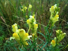 Linaria vulgaris