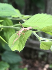 Mantidae