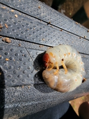 Phyllophaga rugosa