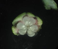 Tacca leontopetaloides