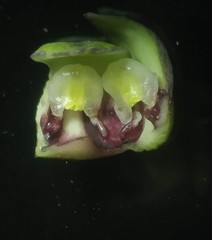 Tacca leontopetaloides