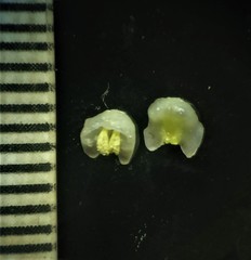 Tacca leontopetaloides