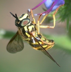Chrysotoxum pubescens