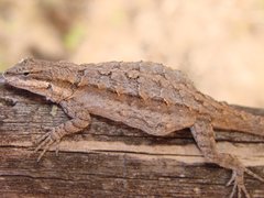 Urosaurus ornatus schottii