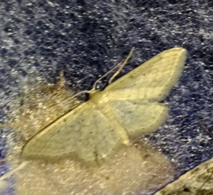 Idaea sylvestraria