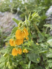 Rhynchocorys orientalis