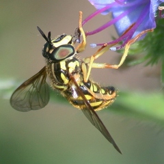 Chrysotoxum pubescens