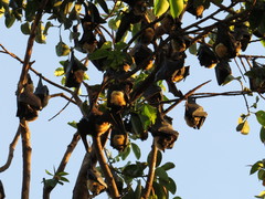 Pteropus conspicillatus