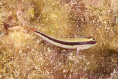 Gobius vittatus