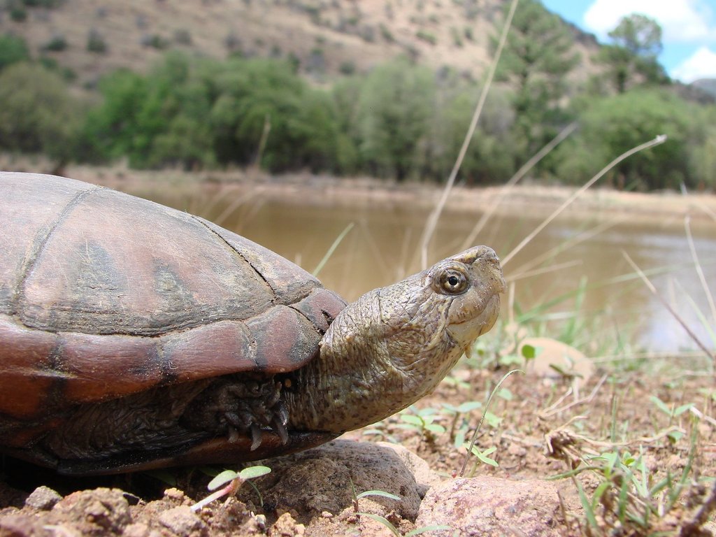Sonora Mud Turtle