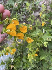 Rhynchocorys orientalis