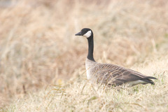 Branta hutchinsii hutchinsii
