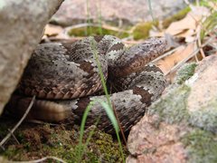 Crotalus lepidus klauberi