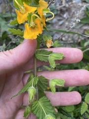 Rhynchocorys orientalis