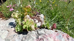 Hylotelephium anacampseros