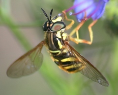 Chrysotoxum pubescens