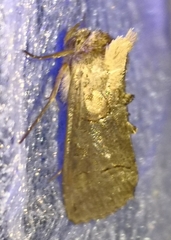 Abrostola tripartita