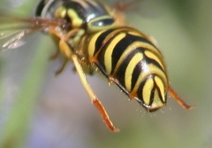 Chrysotoxum pubescens