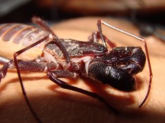 Mastigoproctus tohono