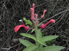 Lobelia tupa