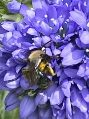 Andrena nigrocaerulea
