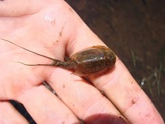 Triops longicaudatus