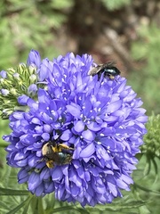 Andrena nigrocaerulea