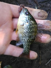 Lepomis gibbosus