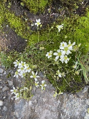 Mononeuria groenlandica