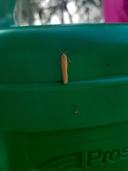 Eilema depressa