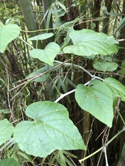 Cissus repens