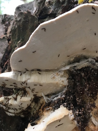 Trametes nivosa image