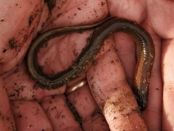 Siberian brook lamprey (Lethenteron kessleri) — Petromyzontidae