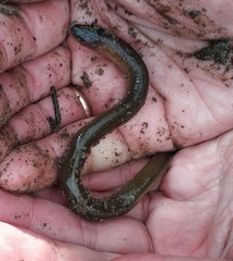 Lethenteron kessleri