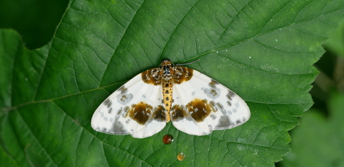 Clouded Magpie, Warnsveld, Nederland, photo 7 of 10