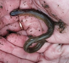 Lethenteron kessleri